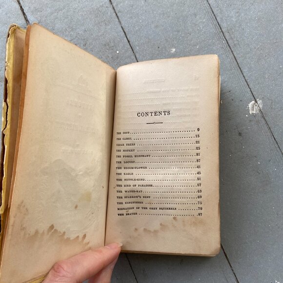 Mary Howitt, The Spider & the Fly, Antique Book, Sketches of Natural History - Picture 4 of 9